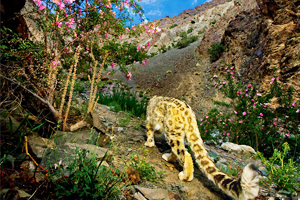 snow leopard trace in ladakh, snow leopard trekking