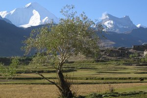 suru valley in ladakh